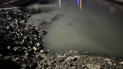 Bakırk&ouml;y'de sahile bağlantısı bulunan dere yatağında &ouml;len binlerce balık kıyıya vurdu