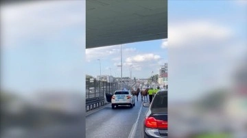 Bakırköy'de kara yoluna giren başıboş atlar, trafiğin aksamasına sebep oldu