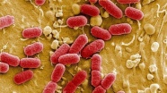 Bakterilerin 'antibiyotik siperleri'nin moleküler haritası çıkarıldı