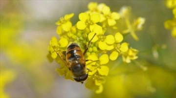 Bal arıları Munzur Dağları'nda 114 bitki türünden nektar alıyor