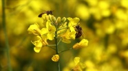 Bal arıları nektarın iyisini kanola çiçeğinde buldu