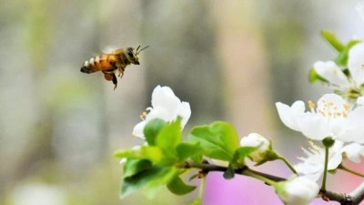 Bal ormanlarıyla s&uuml;rd&uuml;r&uuml;lebilir arıcılığa destek veriliyor