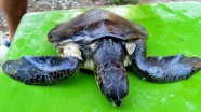 Balıkçı ağının yaraladığı kaplumbağa &#039;Çınar&#039; iyileşecek
