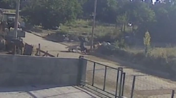 Balıkesir'de sahipsiz köpeklerin saldırısına uğrayan kişi yaralandı