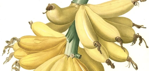 Banana -Sami Mert yazdı-