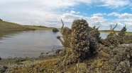 Barajdaki midyeler kuraklığa yenik düşüyor