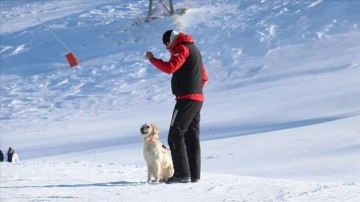 Barınaktan sahiplenilen Hera, kayak merkezinin arama kurtarma köpeği oldu