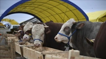 Başkentte kurulan hayvan pazarlarında kurbanlıklar alıcılarını bekliyor