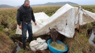 Bataklığa saplanan inek kurtarılmayı bekliyor