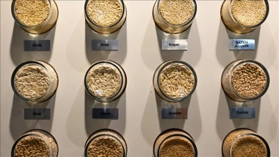 BATEM'in geliştirdiği sebze tohumları ihra&ccedil; da ediliyor