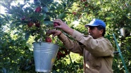 Batı Akdeniz'in elma ihracatı yüzde 784 arttı