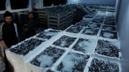 Batı Karadeniz'de bir haftada 2,8 bin ton hamsi avlandı