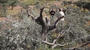 Batı Şeria'da İsrailli yasa dışı yerleşimciler zeytin ağaçlarını kesiyor