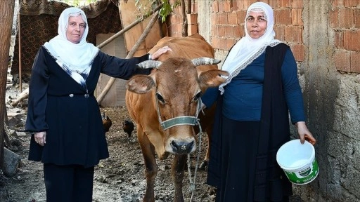 Batman'da mahalle sakinleri ineği ölen kadına destek için seferber oldu