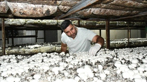Batmanlı girişimci devlet desteğiyle kurduğu tesiste yıllık 600 ton kültür mantarı üretiyor