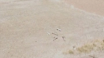 Bayburt'ta yiyecek arayan kurt sürüsü, dron ile görüntülendi