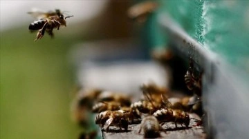 Belçika'da arıların saldırısına uğrayan çok sayıda kişi hastanelik oldu