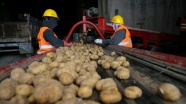Belediyelerin taleplerini karşılamaya başlayan patates üreticisi sevinçli