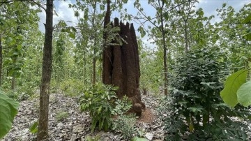 Benin'de bazı termit yuvalarının yüksekliği 5 metreye ulaşıyor