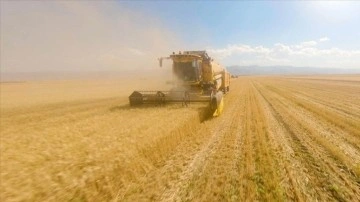Bereketli Muş Ovası'nda 375 ton buğday rekoltesi bekleniyor