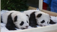 Berlin&#039;de 100 gün önce dünyaya gelen pandalara isimleri verildi
