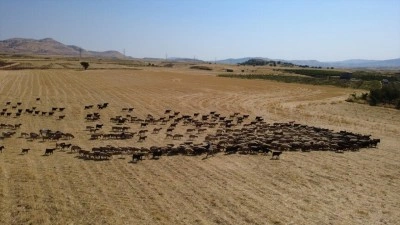Besiciler k&uuml;&ccedil;&uuml;kbaş hayvanlarını ağustos sıcağında g&ouml;lette serinletiyor