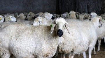 Besicilerin ıslah ettiği Akkaraman koyunlarında ikiz doğum oranı arttı