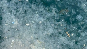 Beşiktaş Arnavutköy sahilinde kirlilik nedeniyle denizanaları görüldü