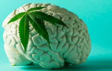 Beyin - Bağışıklık sisteminde cannabis etkisi -Dr. Erdem Ulaş yazdı-