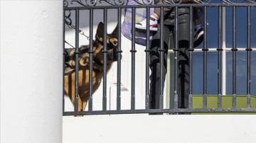 Biden'ın köpeği, saldırganlığı nedeniyle Beyaz Saray'dan uzaklaştırıldı