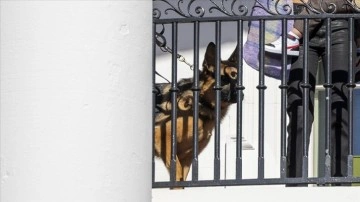 Biden'ın saldırganlığıyla bilinen köpeğinin en az 24 Gizli Servis personelini ısırdığı ortaya ç