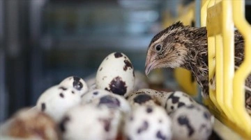 "Bıldırcın yumurtasının radyasyondan korunma üzerine etkisi" başlıklı çalışma tescillendi