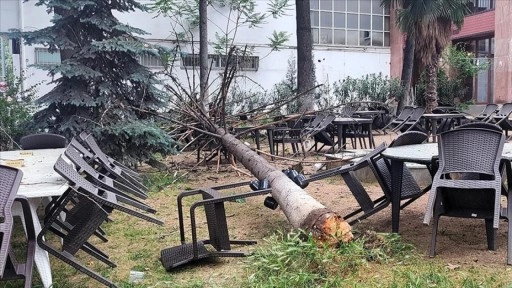 Bilecik'te fırtınada zarar gören ağaç, kafenin bahçesine devrildi