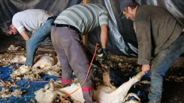 Bilecik'te havaların ısınmasıyla koyunların kırkılmasına başlandı