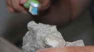 Bilim adamları 255 milyon yıllık fosilde ur buldu