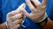 Bilim insanları dünyadaki ilk fare kafası nakline imza attı