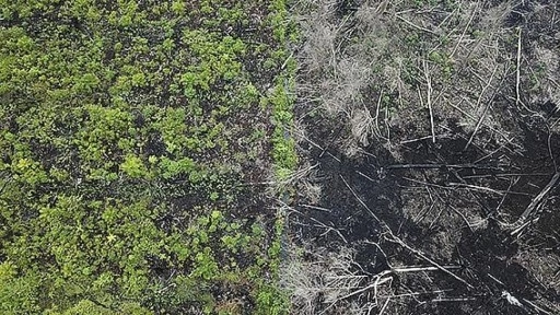 Bilim insanları, ormansızlaşmanın her yıl 28 bin kişinin ölümüne neden olduğunu belirledi
