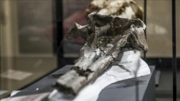 Bilim insanları Peru'da dev yunusa ait 16 milyon yıllık kafatası buldu