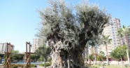 Bin 500 yıllık zeytin ağacı görenlerin ilgi odağı oluyor |Mersin haberleri