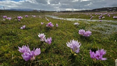 Bing&ouml;l'de baharın m&uuml;jdecisi &ccedil;iğdemler a&ccedil;tı