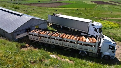 Bingöl'ün mera ve yaylalarında beslenen kurbanlıkların batıya yolculuğu başladı