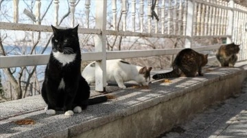 Bir dönemin ünlü şarkıcı ikizleri Meral ve Zühal kardeşler Moda'da 150 kediye bakıyor