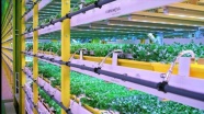 Bitki fabrikalarıyla tarım ürün fiyatları istikrar kazanacak