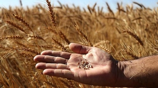 Bitki ıslahı, kuraklık, hastalıklar ve zararlılara karşı kalkan oluyor