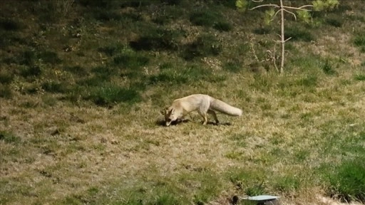 Bitlis'te aç kalan tilki yerleşim yerine indi