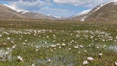 Bitlis'te "baharın habercisi" &ccedil;iğdemler arazileri renklendirdi