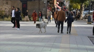 Bitlisliler sahipsiz köpeklerin toplatılmasını istiyor