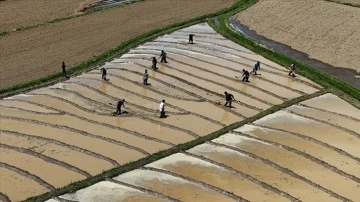 Bitlis'te çiftçilerin çeltik ekim mesaisi sürüyor