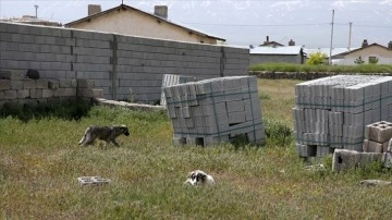 Bitlis'te kuduz nedeniyle ölen çocuğun yakınları sahipsiz köpeklerin toplatılmasını istiyor