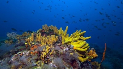 Biyolojik &ccedil;eşitlilikte k&uuml;resel &ouml;l&ccedil;ekte ciddi kayıplar meydana geliyor